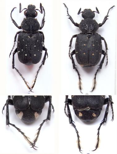 Paratrichius nicoudi