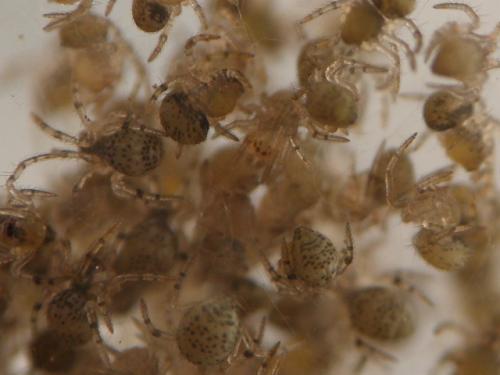Parasteatoda tepidariorum