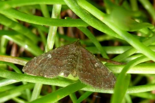 Réf. 91 600 : Nycterosea obstipata