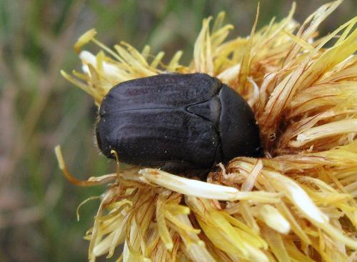 Netocia oblonga