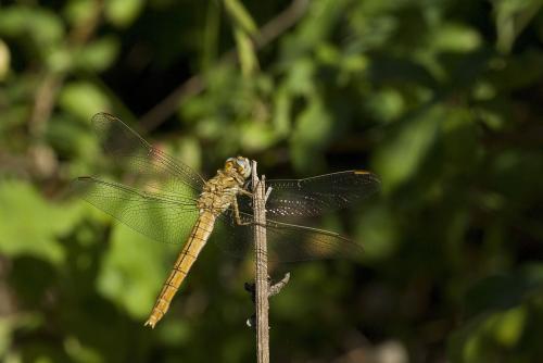 Orthetrum brunneum