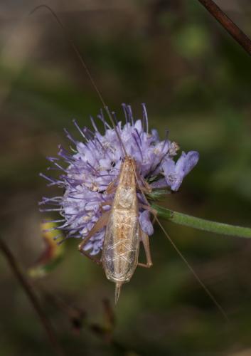 Réf. 91 877 : Oecanthus pellucens pellucens
