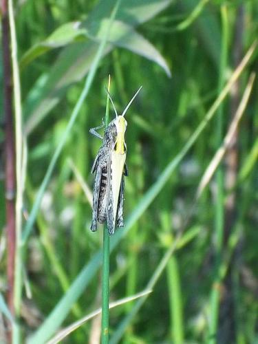 Omocestus rufipes