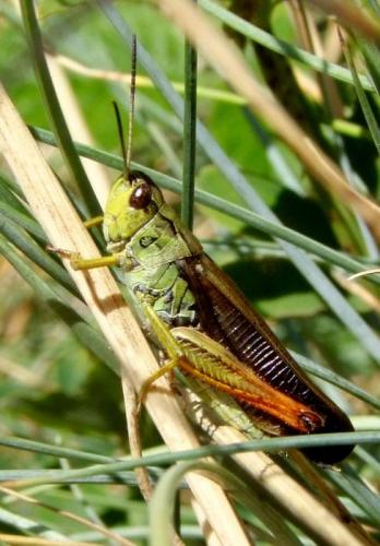 Réf. 91 368 : Stauroderus scalaris scalaris