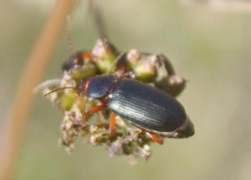 Ophonus sp.