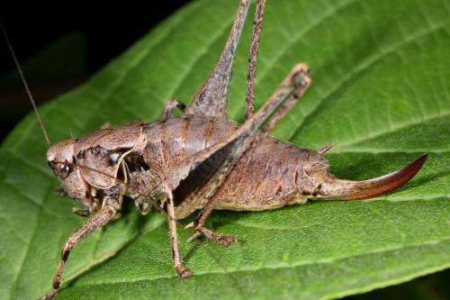 Pholidoptera griseoaptera