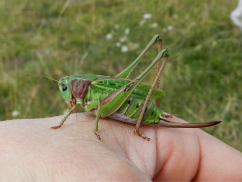 Decticus verrucivorus verrucivorus