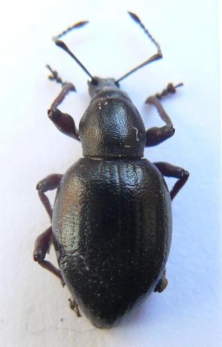 Réf. 91 222 : Otiorhynchus tenebricosus