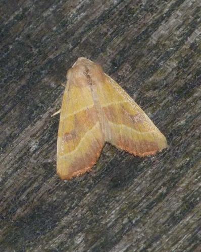 Réf. 91 328 : Atethmia centrago