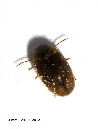 Lasioderma sp.