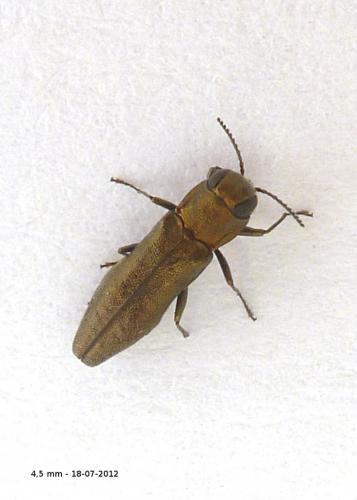 Réf. 91 321 : Agrilus sp.