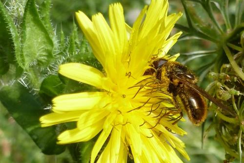 Cheilosia sp.