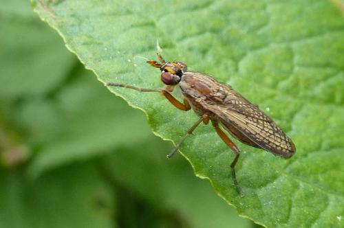Euthycera fumigata