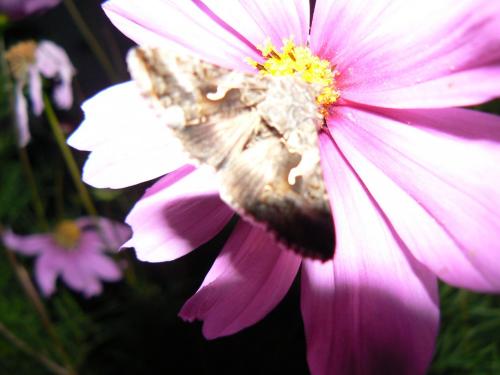 Autographa gamma
