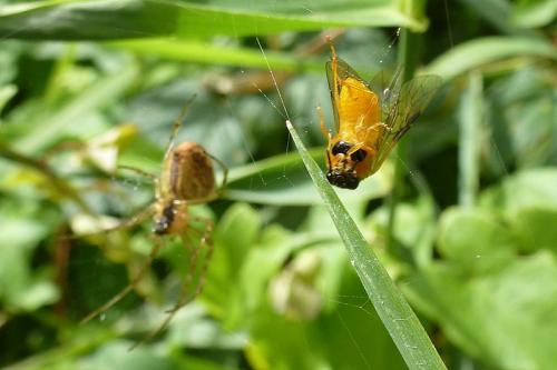 Selandria serva