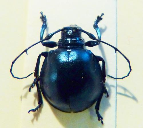 Cyclopeplus cyaneus