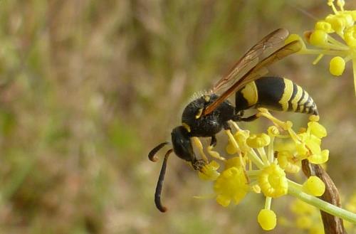 Réf. 91 936 : Ancistrocerus sp.