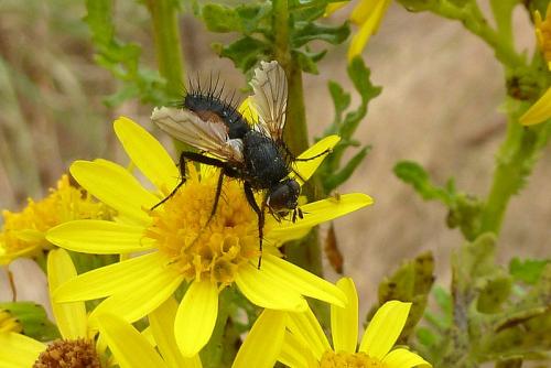 Réf. 91 938 : Eriothrix rufomaculata