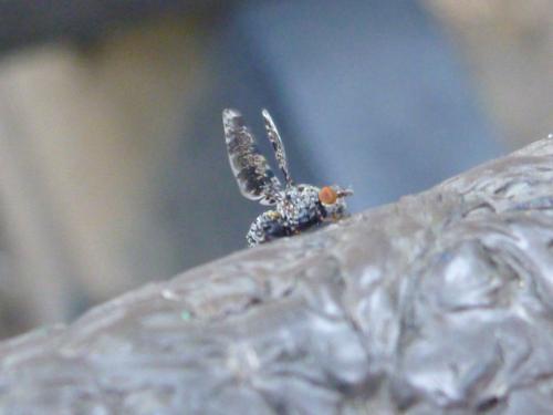 Callopistromyia annulipes