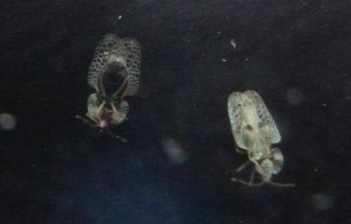 Réf. 91 950 : Corythucha ciliata