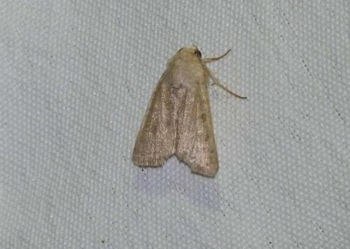Hoplodrina ambigua