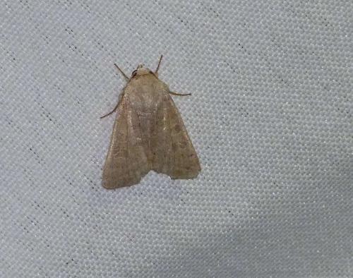 Hoplodrina ambigua