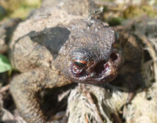 Lucilia bufonivora