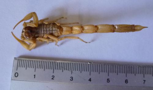 Mesobuthus sp.
