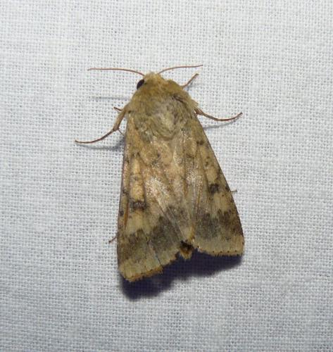 Réf. 91 605 : Helicoverpa armigera