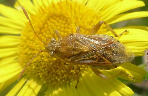 Stictopleurus sp.
