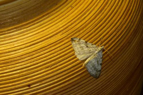 Réf. 91 504 : Aplocera plagiata