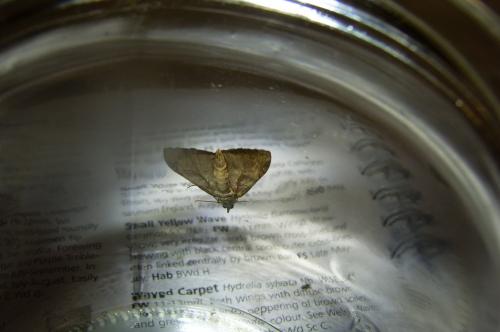 Réf. 91 503 : Aplocera plagiata