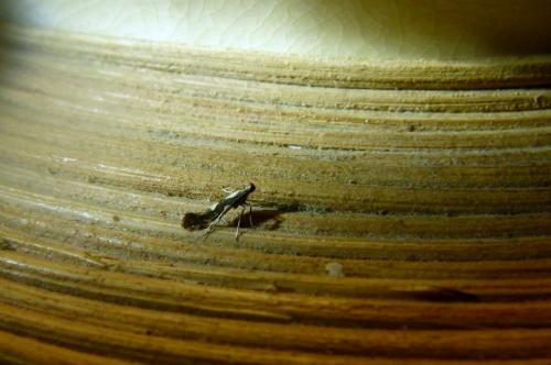 Réf. 91 578 : Calybites phasianipennella