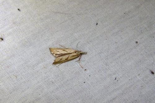 Agriphila inquinatella
