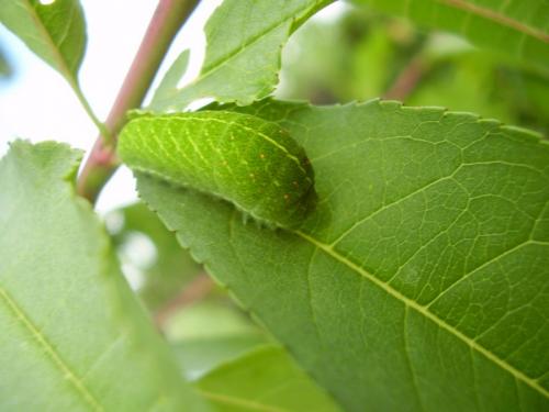 Iphiclides podalirius