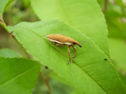 Réf. 91 215 : Lixus ochraceus