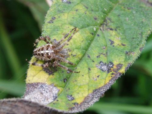 Araneus diadematus