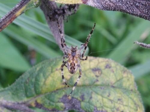 Araneus diadematus