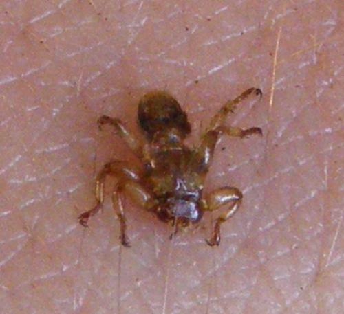 Lipoptena cervi