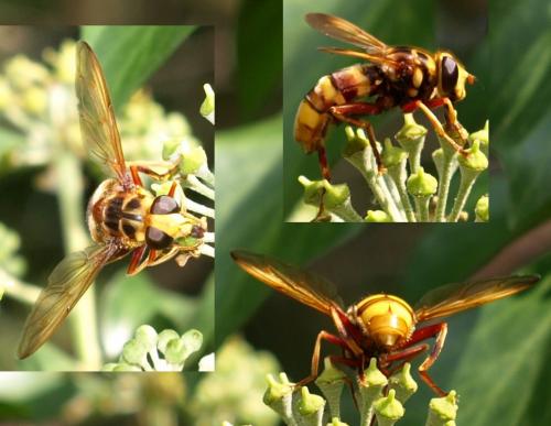 Milesia crabroniformis