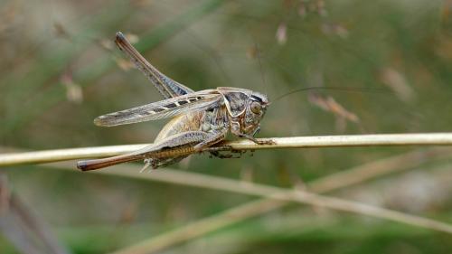 Réf. 91 622 : Tessellana tessellata tessellata