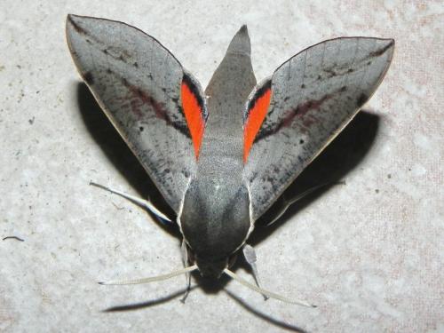 Hippotion scrofa
