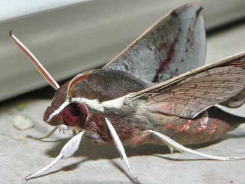 Hippotion scrofa