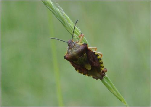 Carpocoris purpureipennis