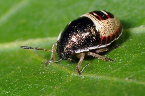 Réf. 91 723 : Piezodorus lituratus
