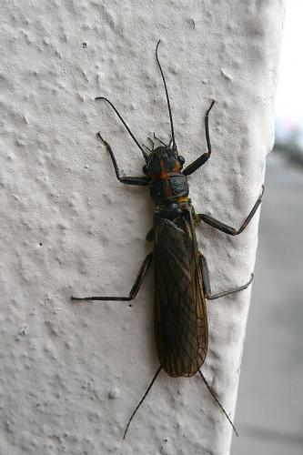 Réf. 91 001 : Perlodes microcephalus