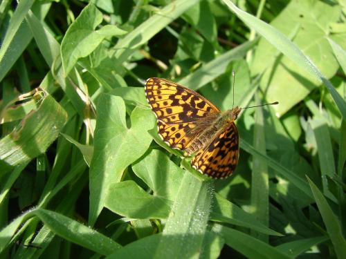 Boloria dia