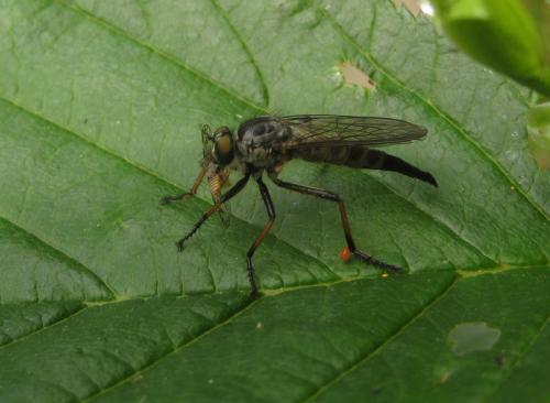 Neoitamus socius
