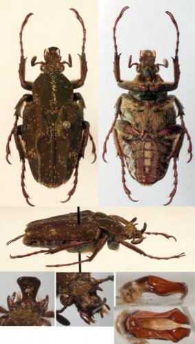 Philistina tonkinensis