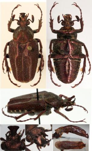 Philistina minettii